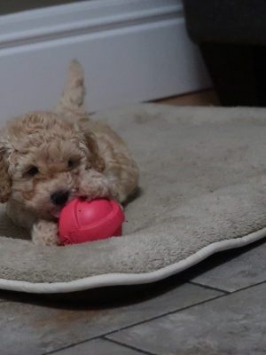 LuLu, Yona's puppy