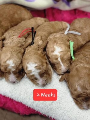 Kona's puppies 2 wks (6)Website