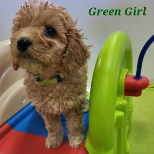 Green Girl LuLu