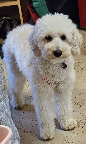 Piper Website