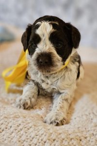 Molly , Odie puppies, 4 weeks old (6)