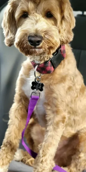 Molly labradoodles (1)