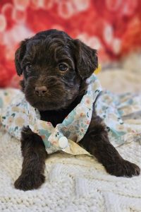 Piper Odie puppies 4wks (16)Light green female