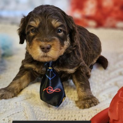 Piper Odie puppies 4wks (22)Black Collar Male Piper Odie puppies 4wks (22)Black Collar Male