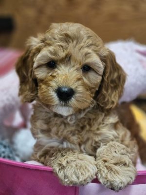 PiperAxle puppy (1)