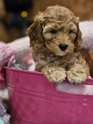 PiperAxle puppy (2)