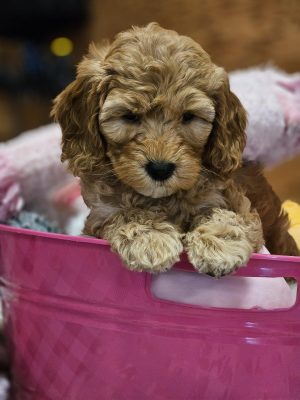 PiperAxle puppy (3)